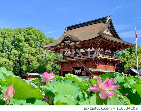 The Zuishinmon Gate of Iga Hachimangu Shrine is decorated with blue skies, fresh greenery, and lotus flowers (Okazaki City, Aichi Prefecture) 116334109