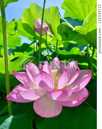 葉蔭下盛開的一朵蓮花<伊賀八幡神社/愛知縣岡崎市> 葉蔭下盛開的一朵蓮花<伊賀八幡神社/愛知縣岡崎市> 116334115