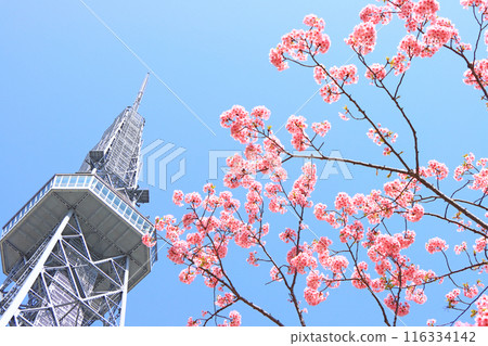 Scenery of Kawazu cherry blossoms and Nagoya TV Tower, Nagoya City, Aichi Prefecture 116334142