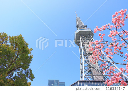 Scenery of Kawazu cherry blossoms and Nagoya TV Tower, Nagoya City, Aichi Prefecture 116334147
