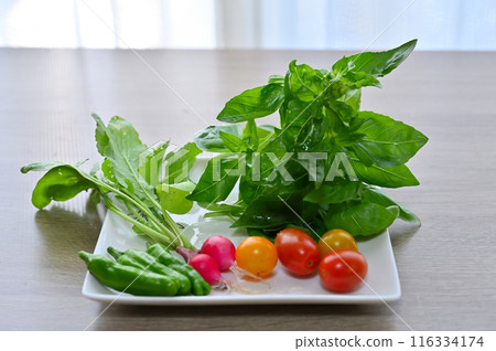Fresh vegetables, summer vegetables, freshly picked, morning harvest, home garden Fresh vegetables, summer vegetables, freshly picked, morning harvest, home garden 116334174