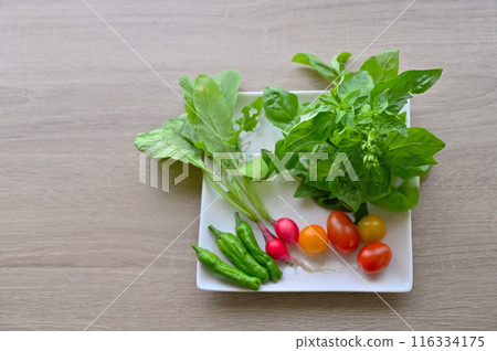 Fresh vegetables, summer vegetables, freshly picked, morning harvest, home garden Fresh vegetables, summer vegetables, freshly picked, morning harvest, home garden 116334175