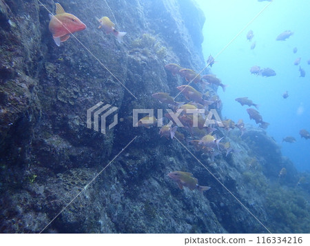 一群紅鯔魚在藍色的大海裡游泳 116334216