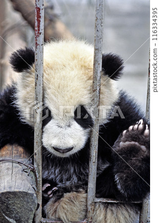 臥龍中國熊貓保護研究中心熊貓 116334395