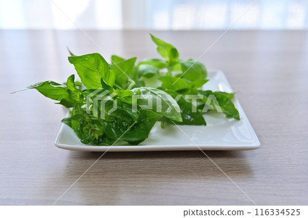 羅勒,新鮮蔬菜,夏季蔬菜,新鮮採摘,早上採摘,家庭花園 羅勒,新鮮蔬菜,夏季蔬菜,新鮮採摘,早上採摘,家庭花園 116334525