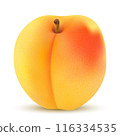Vector drawing. Nutrition concept. Realistic image apricot 116334535
