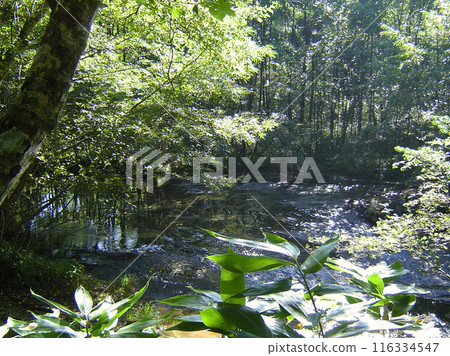 Trees reflected on the surface of the water 116334547