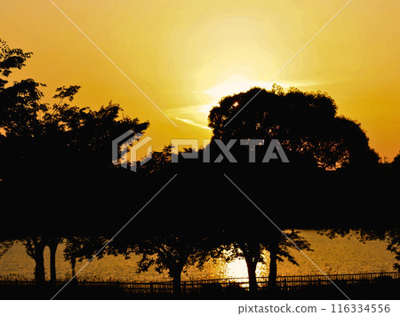 A pond in a park where the sun sets 116334556