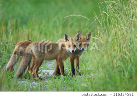 Three little foxes in the grass Three little foxes in the grass 116334581