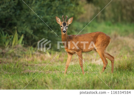 Portrait of a male roe deer in a meadow Portrait of a male roe deer in a meadow 116334584