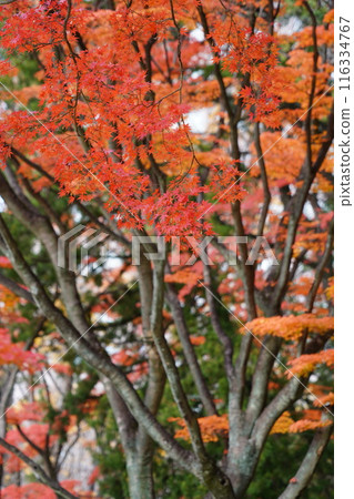 Momiji who changed leaves 116334767