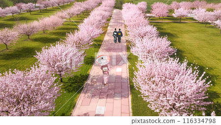 櫻花盛開的公園裡散步的人的CG素材圖片素材 116334798