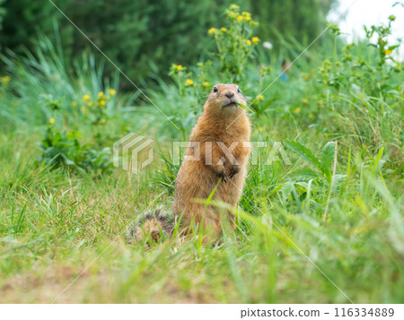 Prairie  dog looking at a camera on a grassy field 116334889