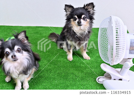 Two friendly chihuahuas cooling off with a fan - Summer material 116334915
