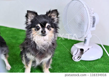 吉娃娃朋友用風扇降溫夏季素材 116334916
