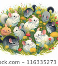 Chinchilla 116335273