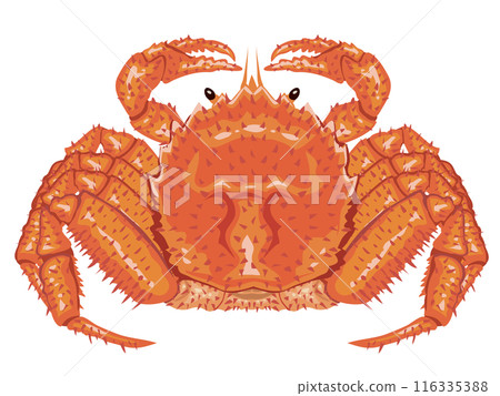  Hairy crab 116335388