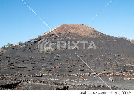 Winery region La Geria, Lanzarote, Spain 116335559