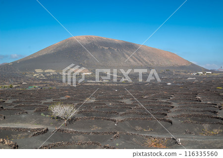Winery region La Geria, Lanzarote, Spain 116335560