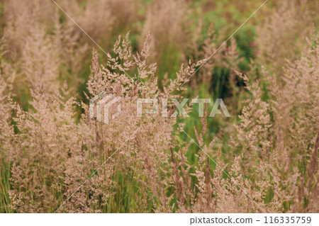 Bent grass also known as bentgrass or colonial bent or Agrostis capillaris. Abstract neutral background. Bent grass also known as bentgrass or colonial bent or Agrostis capillaris. Abstract neutral background. 116335759