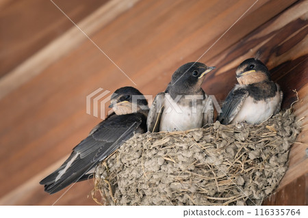 Swallow chicks waiting for their parents in the nest 116335764