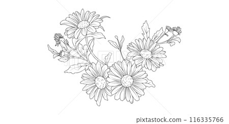 Daisy flower arrangement line art on white background. Silhouette botanical hand drawn element for wedding, invitation frame design, vector illustration 116335766