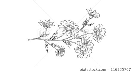Daisy flower arrangement line art on white background. Silhouette botanical hand drawn element for wedding, invitation frame design, vector illustration 116335767