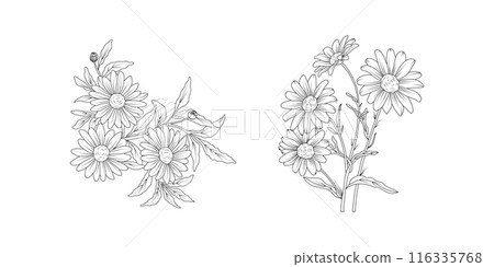 Daisy flower arrangement line art on white background. Silhouette botanical hand drawn element for wedding, invitation frame design, vector illustration Daisy flower arrangement line art on white background. Silhouette botanical hand drawn element for wedding, invitation frame design, vector illustration 116335768