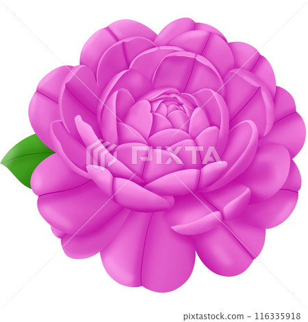 pink flower isolated on white background pink flower isolated on white background 116335918