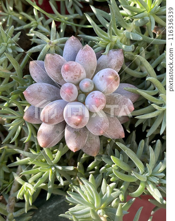 Pachyphytum Machucae Baby Finger. Succulent Plant Flower Rosette Pachyphytum Machucae Baby Finger. Succulent Plant Flower Rosette 116336339