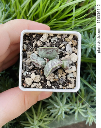 Adromischus Cooperi. Succulent Adromischus Plant Flower on floral blossom greenery background 116336342