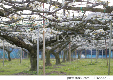 Pear white flower 116336529