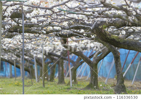 Pear white flower 116336530