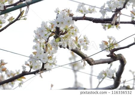 Pear white flower 116336532