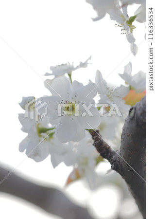 梨白花 116336534