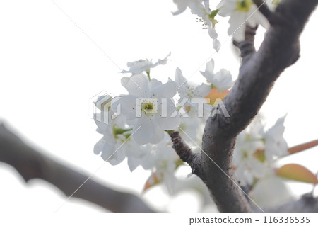 梨白花 116336535