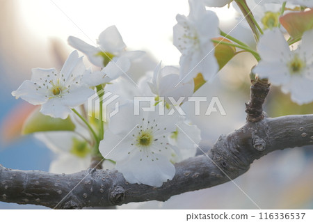 Pear white flower Pear white flower 116336537