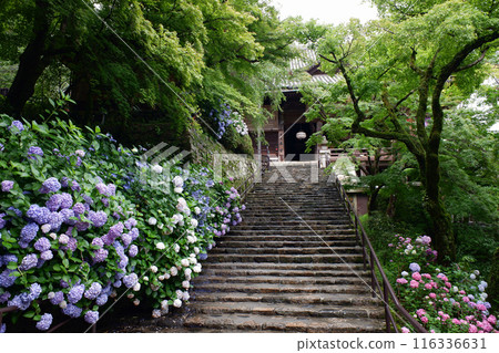 Hasedera Temple, main hall and hydrangeas in Nara Prefecture Hasedera Temple, main hall and hydrangeas in Nara Prefecture 116336631