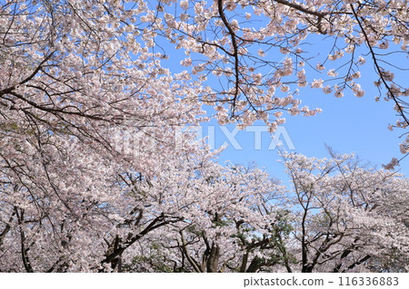 櫻花盛開 116336883