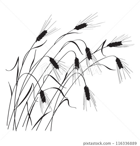 Black Silhouette of Ripe Wheat Ears 116336889