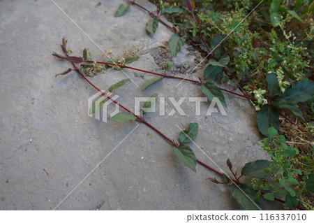 Two branches of creeping branches met together on the concrete surface. Distribution of plants on the earth's surface and in space. Two branches of creeping branches met together on the concrete surface. Distribution of plants on the earth's surface and in space. 116337010