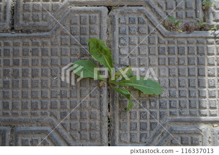 A weed plant has grown between the tiles of paving stones and spread its leaves. The concept of hidden hope, the rebirth of a new life. 116337013