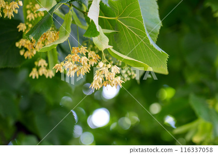 Natural medicinal abundance of Linden tree flowers in the lush green foliage in summer day close up Natural medicinal abundance of Linden tree flowers in the lush green foliage in summer day close up 116337058