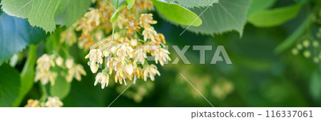 Tilia cordata in bloom. Blooming branch of a park summer tree with fragrant inflorescences. Fresh linden flowers. Ecological beautiful banner with nature green blur background 116337061