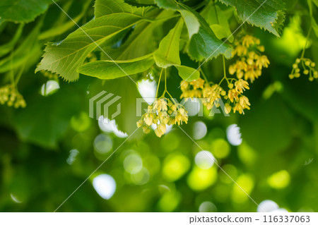 A fragrant abundance of Linden tree flowers in the lush green foliage in summer 116337063
