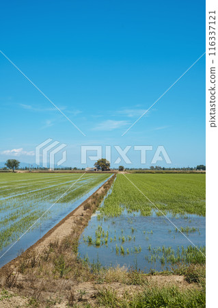 waterlogged rice field in the Ebro Delta, Spain 116337121