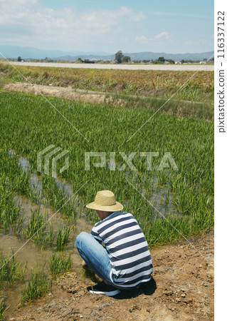 man in a rice field in the Ebro Delta, Spain man in a rice field in the Ebro Delta, Spain 116337122