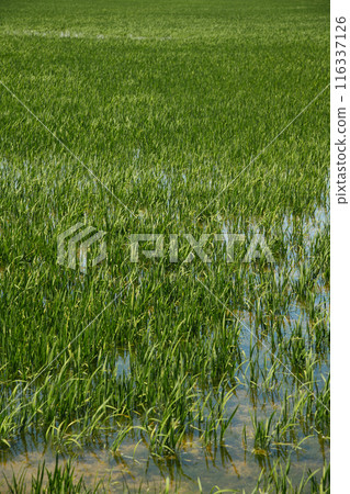 rice seedlings in a waterlogged rice field in Spain rice seedlings in a waterlogged rice field in Spain 116337126