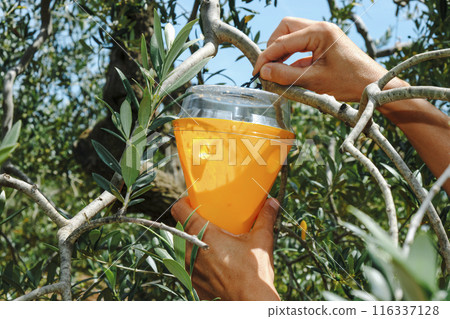 man places a trap for flies on an olive tree in Spain man places a trap for flies on an olive tree in Spain 116337128