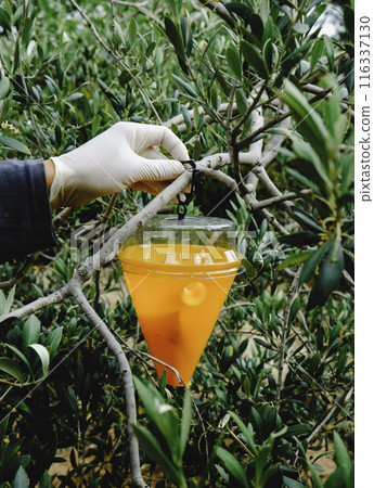 is placing a trap for flies on an olive tree is placing a trap for flies on an olive tree 116337130